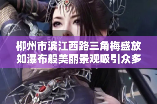 柳州市滨江西路三角梅盛放如瀑布般美丽景观吸引众多游客